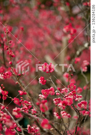 赤い梅の花 136284186
