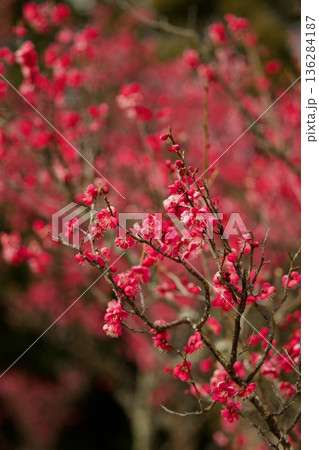 赤い梅の花 赤い梅の花 136284187