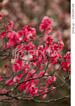 赤い梅の花 136284188