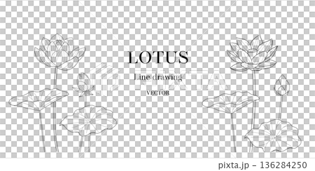 Line drawing vector illustration of lotus flower and bud Line drawing vector illustration of lotus flower and bud 136284250