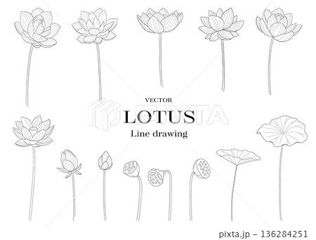 ハスの花と蕾と花托の線画ベクターイラストセット 136284251