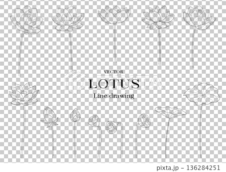ハスの花と蕾と花托の線画ベクターイラストセット 136284251