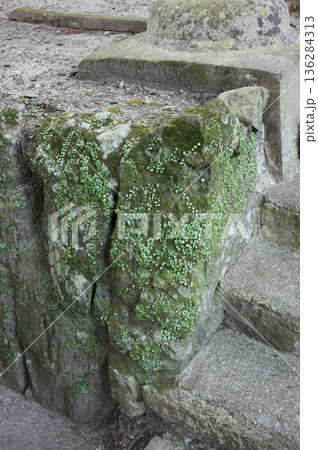 古い苔のついた石垣 古い苔のついた石垣 136284313