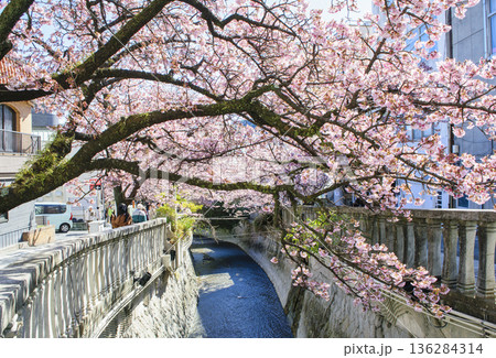 静岡県熱海市 あたみ桜 糸川遊歩道 2月上旬 静岡県熱海市 あたみ桜 糸川遊歩道 2月上旬 136284314
