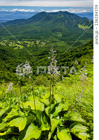 戸隠山から高妻山への登山道に咲くギボウシと飯縄山 136284339