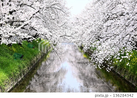 川に映る桜 136284342