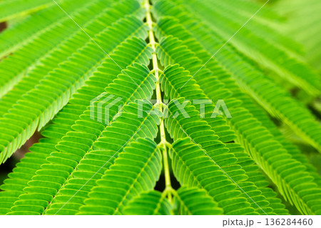 Natural plant green leaf in garden close up Natural plant green leaf in garden close up 136284460