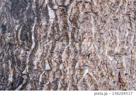 Old tree bark texture close up background Old tree bark texture close up background 136284517