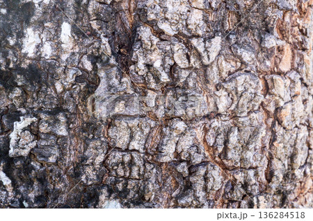 Old tree bark texture close up background 136284518