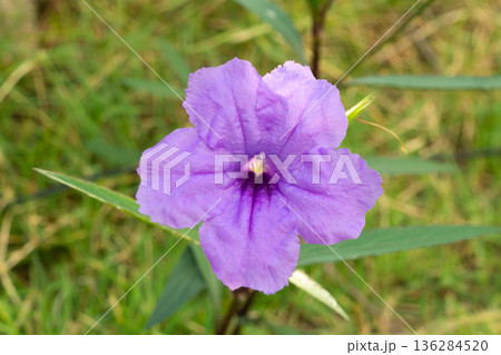 violet flower blooming in garden close up violet flower blooming in garden close up 136284520