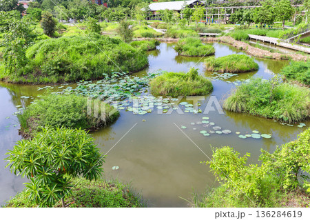 蓮が浮かぶ池のある公園 136284619
