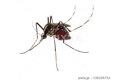 mosquito isolated on white background 136284732