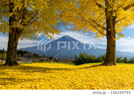 静岡県富士宮市原　白糸自然公園の黄葉したイチョウの間から望む世界遺産富士山 136284793