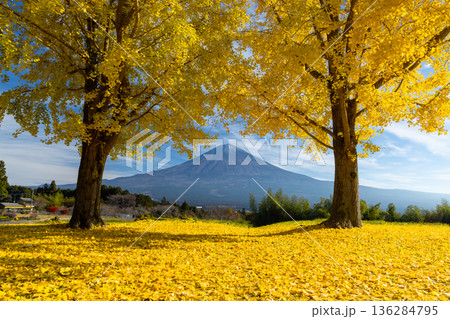 静岡県富士宮市原　白糸自然公園の黄葉したイチョウの間から望む世界遺産富士山 136284795