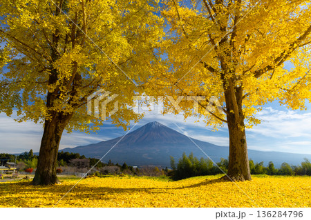 静岡県富士宮市原　白糸自然公園の黄葉したイチョウの間から望む世界遺産富士山 136284796