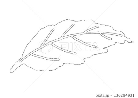 大きく開いたミントの葉のイラスト。存在感のある一枚葉のボタニカル線画素材。 136284931