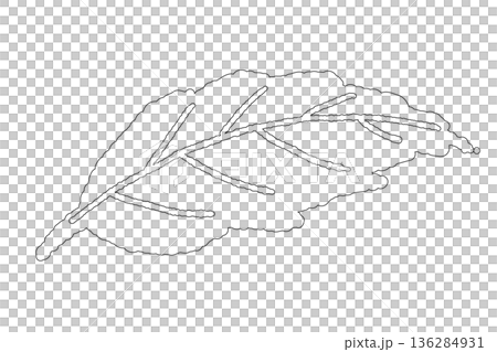 大きく開いたミントの葉のイラスト。存在感のある一枚葉のボタニカル線画素材。 136284931
