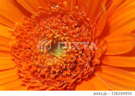 黄色いガーベラの花に水滴 136284950