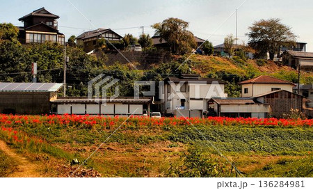 常陸太田市源氏川河畔の彼岸花 常陸太田市源氏川河畔の彼岸花 136284981