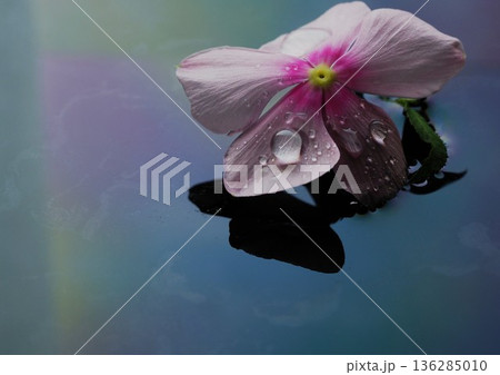 水面に浮かぶ花びら 水面に浮かぶ花びら 136285010