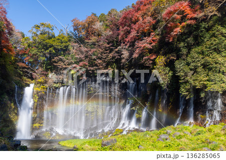 静岡県富士宮市上井出　世界遺産構成資産の白糸の滝に虹と紅葉モミジが映える景色 136285065