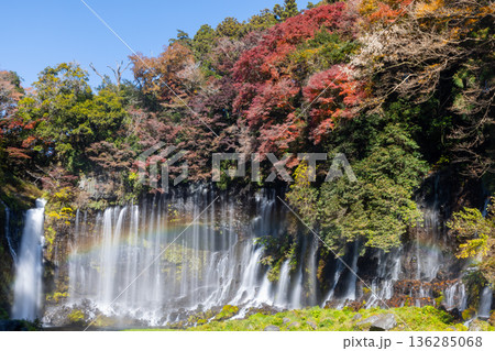 静岡県富士宮市上井出 世界遺産構成資産の白糸の滝に虹と紅葉モミジが映える景色 静岡県富士宮市上井出 世界遺産構成資産の白糸の滝に虹と紅葉モミジが映える景色 136285068