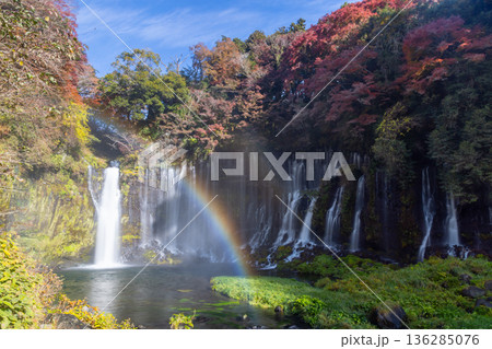 静岡県富士宮市上井出　世界遺産構成資産の白糸の滝に虹と紅葉モミジが映える景色 136285076