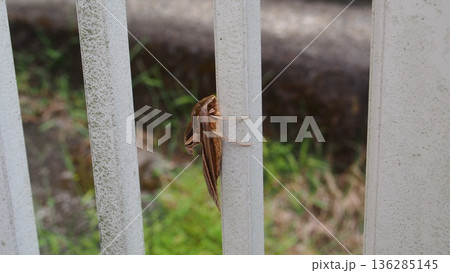 門扉にしがみついているセスジスズメ 136285145