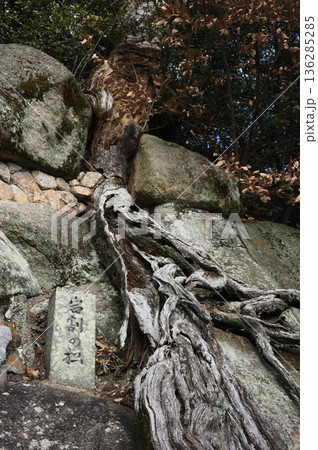 登山道にある松の根 登山道にある松の根 136285285