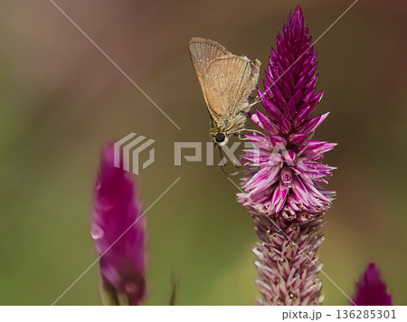 ケイトウの蜜を吸うチャバネセセリ ケイトウの蜜を吸うチャバネセセリ 136285301