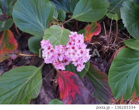 雪割草の花 136285334