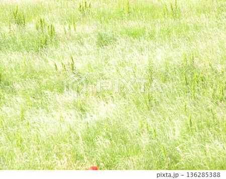 春風に波打つ野草 春風に波打つ野草 136285388
