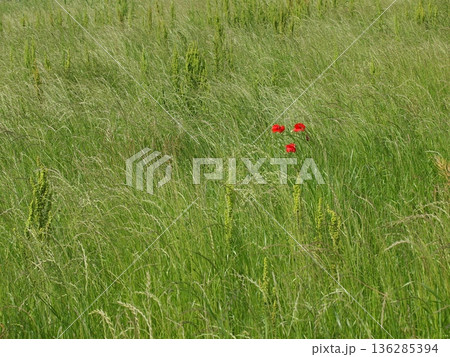 春風にそよぐ野草の中に咲く赤いポピーの花 春風にそよぐ野草の中に咲く赤いポピーの花 136285394