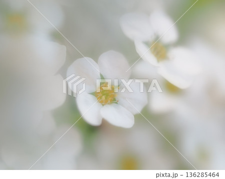 白い花 白い花 136285464