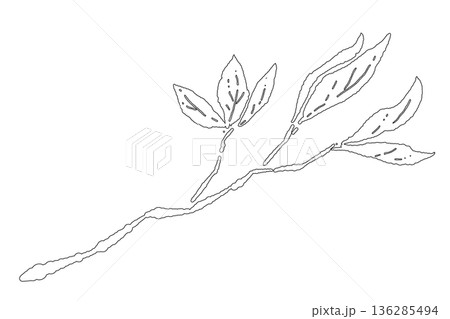 春の訪れを感じさせる繊細な葉がついた枝のイラスト 春の訪れを感じさせる繊細な葉がついた枝のイラスト 136285494