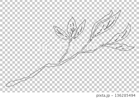 春の訪れを感じさせる繊細な葉がついた枝のイラスト 春の訪れを感じさせる繊細な葉がついた枝のイラスト 136285494