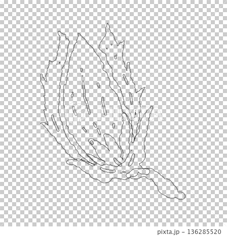 Detailed illustration of a plant bud just before a new leaf opens Detailed illustration of a plant bud just before a new leaf opens 136285520