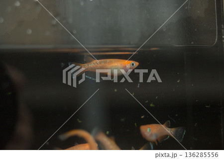 めだか メダカ キッシング 光体系 めだか メダカ キッシング 光体系 136285556