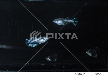 めだか メダカ キッシング 光体系 めだか メダカ キッシング 光体系 136285568