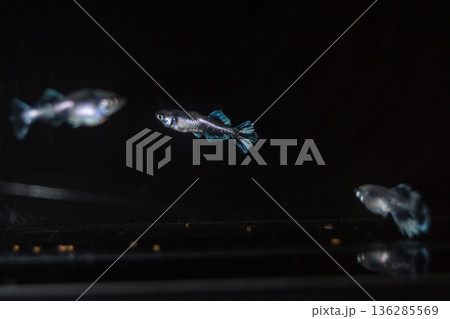 めだか　メダカ　キッシング　光体系 136285569