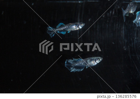 めだか　メダカ　キッシング　光体系 136285576