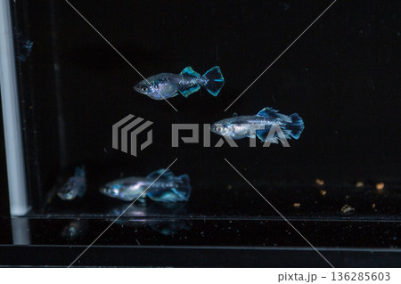 めだか　メダカ　キッシング　光体系 136285603