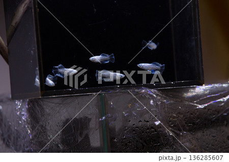 めだか　メダカ　キッシング　光体系 136285607