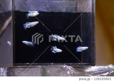 めだか　メダカ　キッシング　光体系 136285663