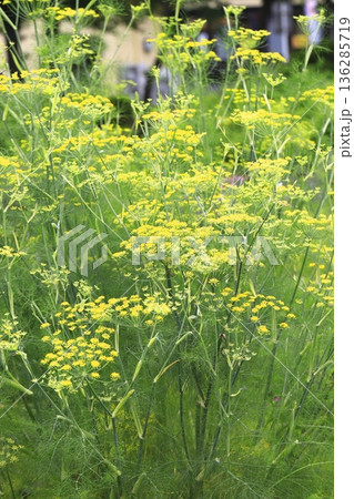 満開の茴香（ウイキョウ）の花  136285719