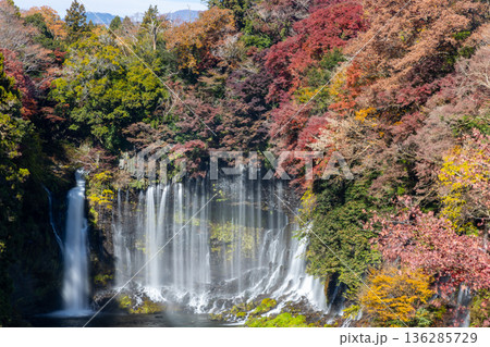 静岡県富士宮市上井出　世界遺産構成資産の白糸の滝に紅葉モミジが映える展望台からの景色 136285729