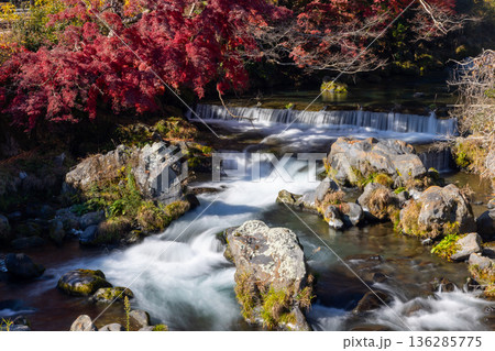 静岡県富士宮市上井出　白糸の滝近くの芝川の流れと紅葉もみじ 136285775
