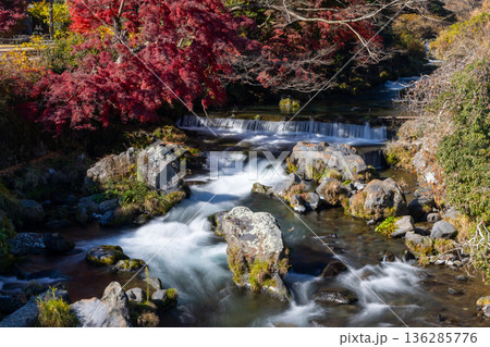 静岡県富士宮市上井出　白糸の滝近くの芝川の流れと紅葉もみじ 136285776