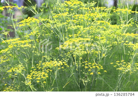 満開の茴香（ウイキョウ）の花   136285784