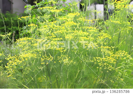 満開の茴香（ウイキョウ）の花   136285786